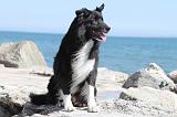 BORDER COLLIE 1585
